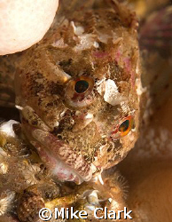 Scorpion Fish,
St. Abbs, Scotland by Mike Clark 